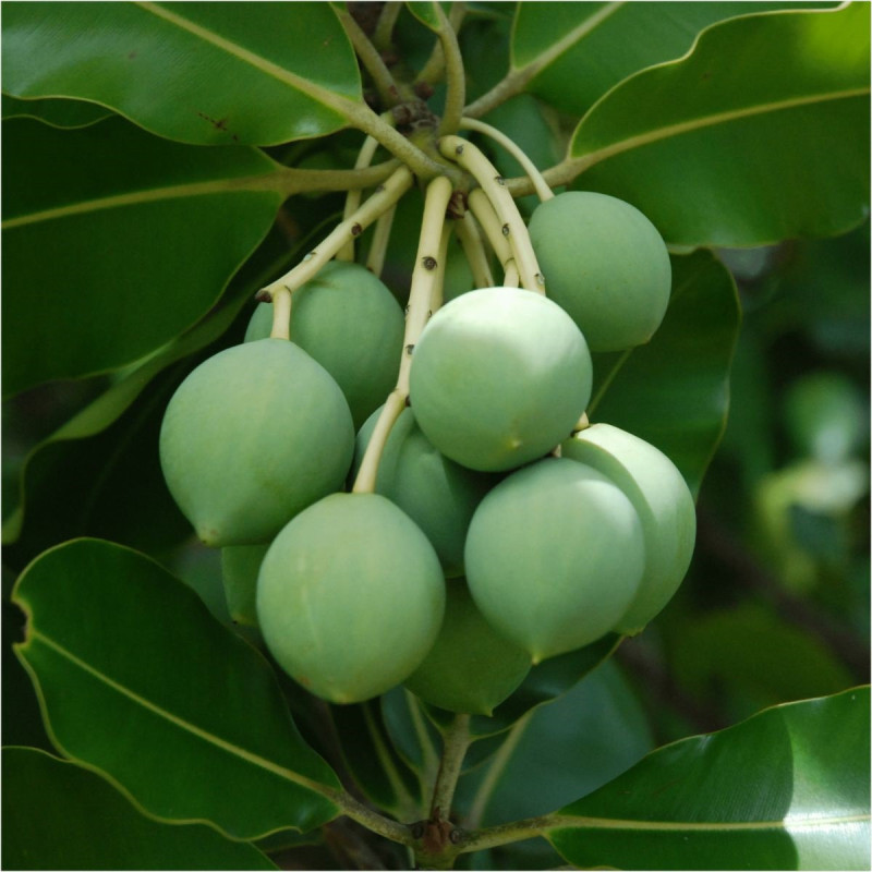 Tiki Tahiti Huile de Tamanu Tiki Tahiti Huile de Tamanu