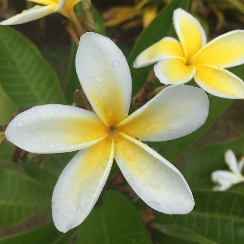 Tiki Pure Monoï de Tahiti Tiki Pure Monoï de Tahiti